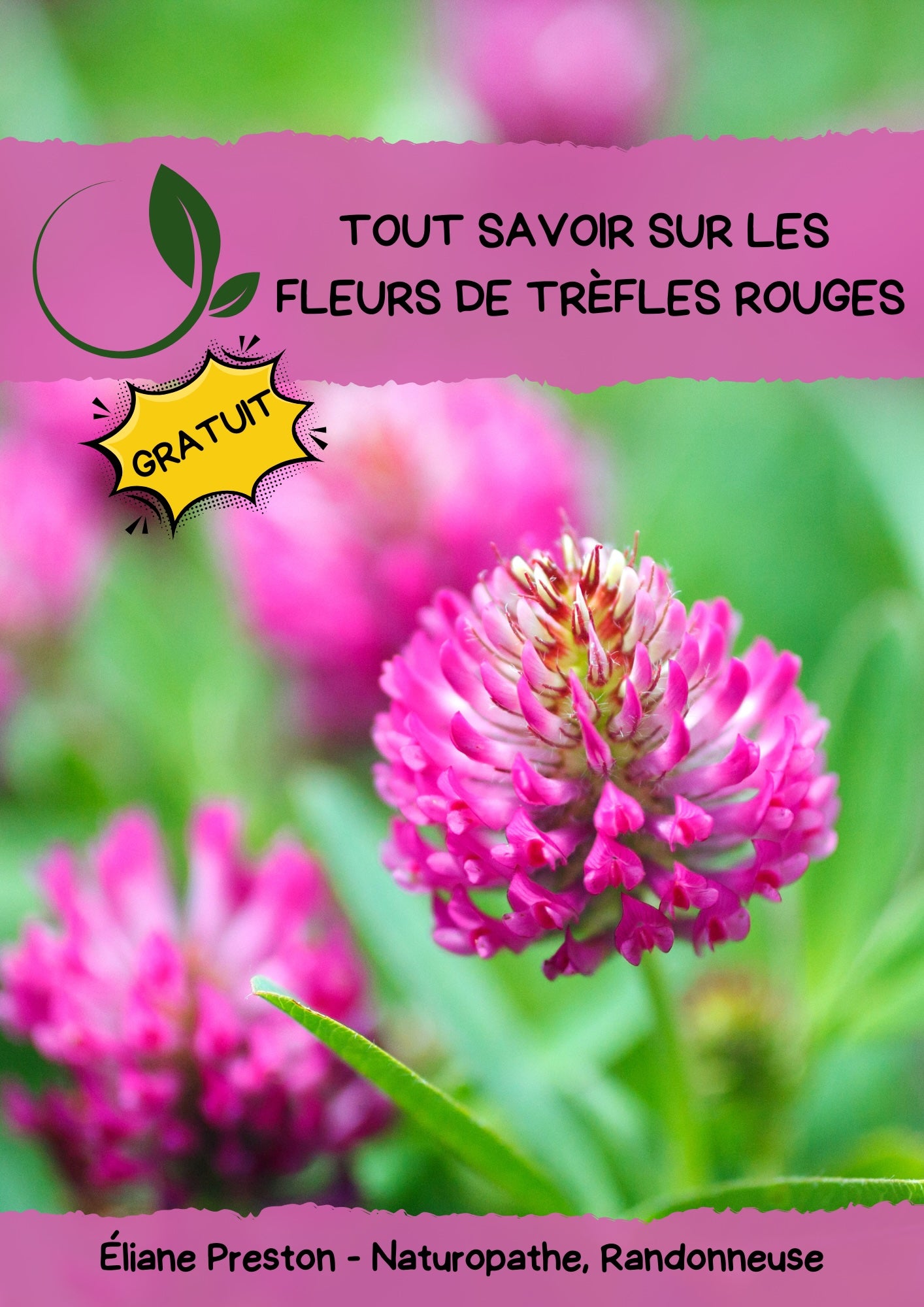 Tout savoir sur les fleurs de Trèfles Rouges