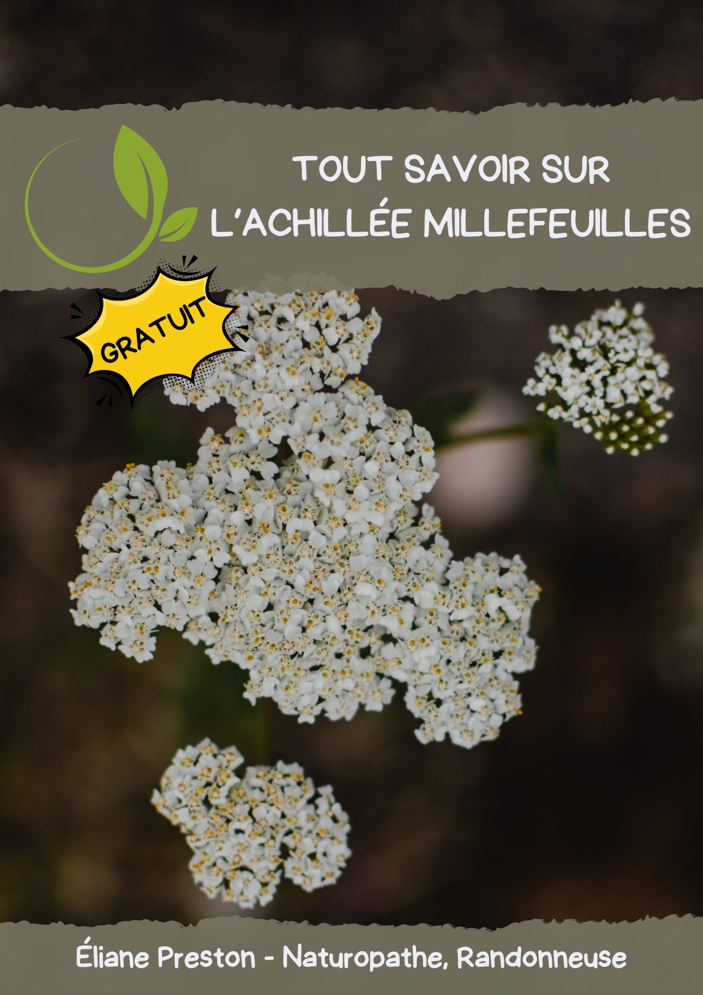 Tout Savoir sur L'Achillée Millefeuilles